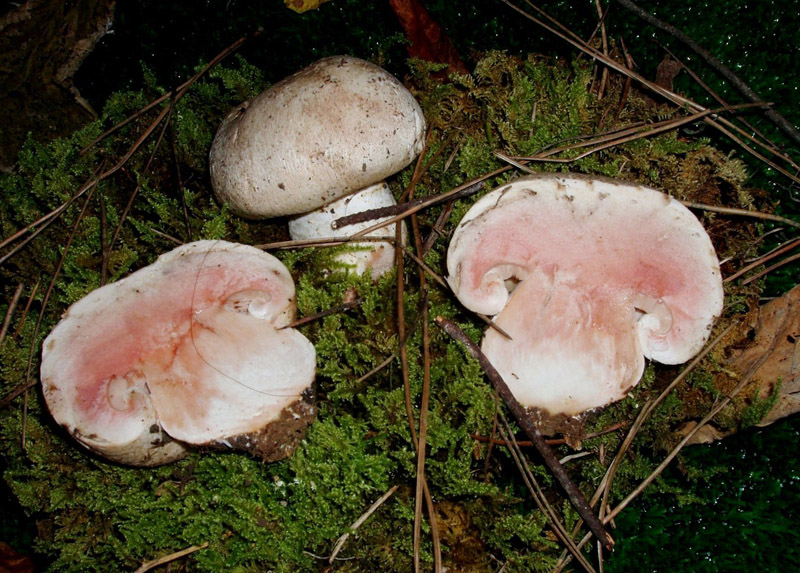 Agaricus  non comuni